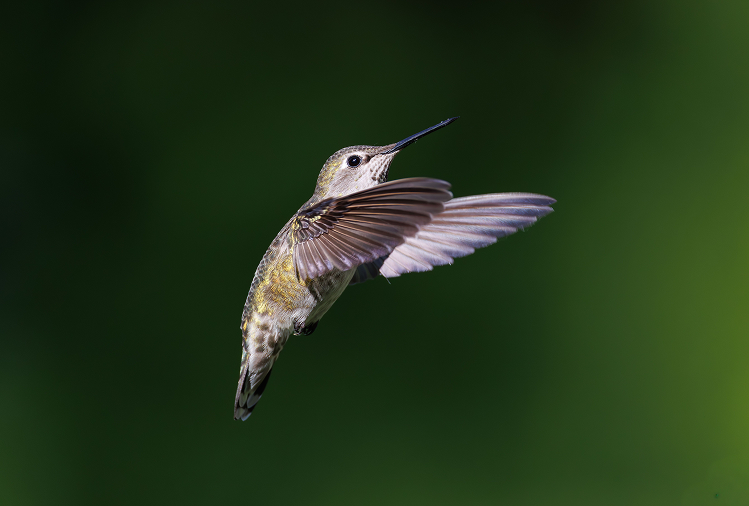 A hummingbird hovers mid-flight with wings fully extended, its long slender bill pointed upward, set against a soft blurred dark green background.