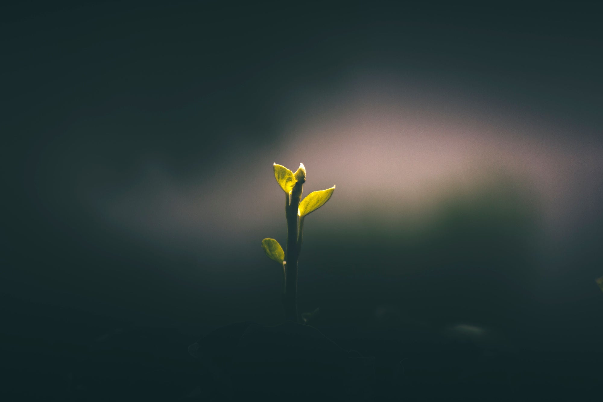 A small green seedling with a few backlit leaves stands against a dark, moody, out-of-focus background with soft pink and teal tones.