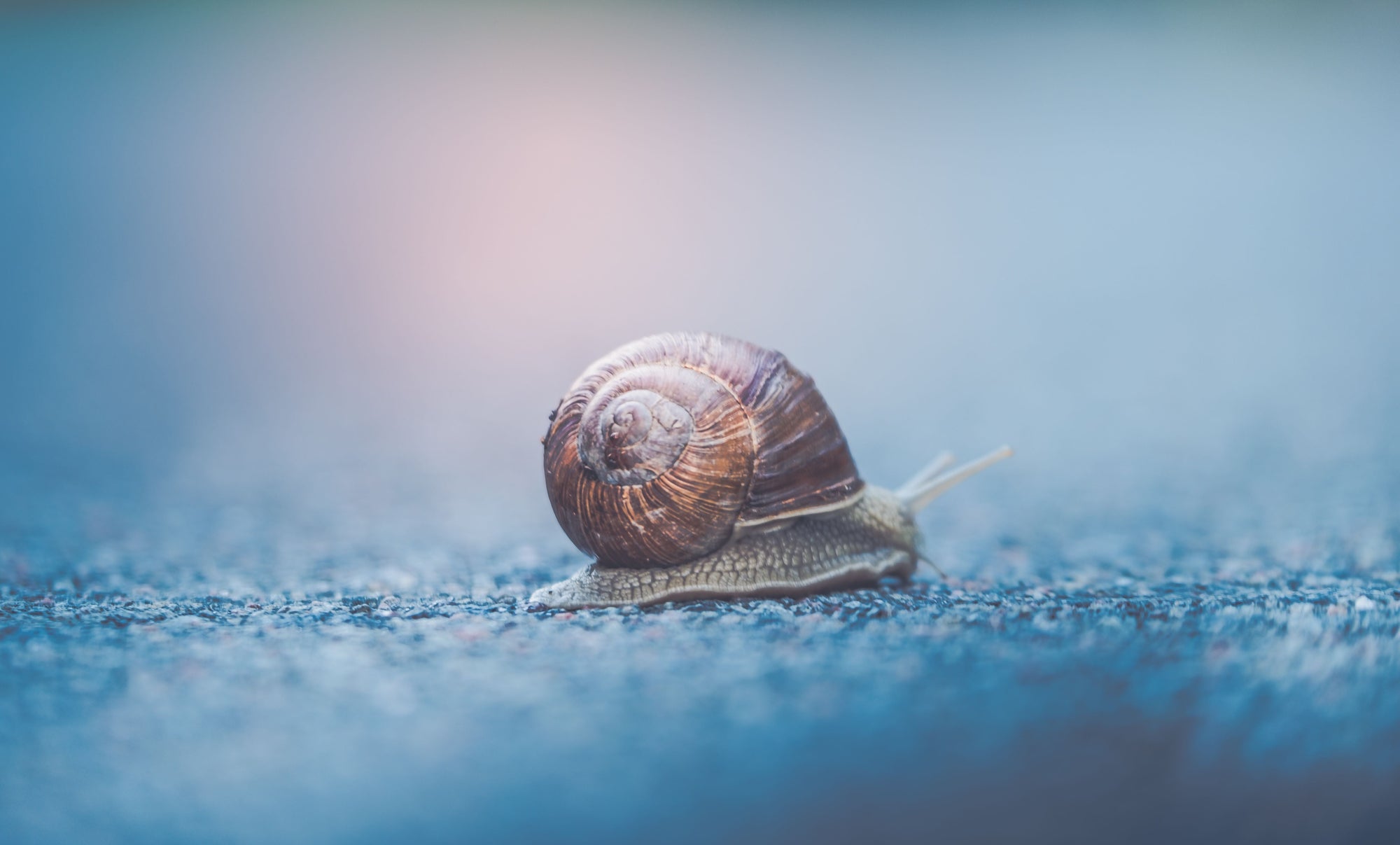 A snail on a blue road