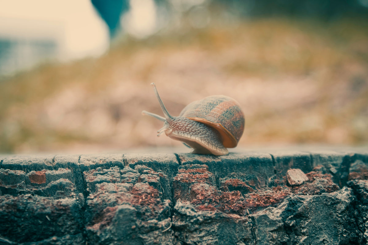 A snail slowly moving across a weathered wooden surface.