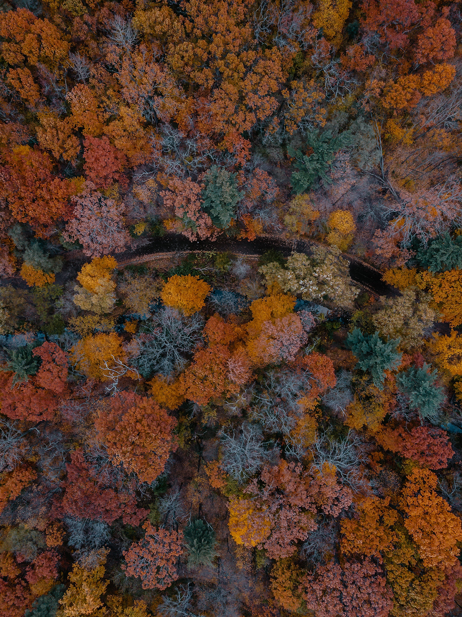 picture of a winding road with autumn trees